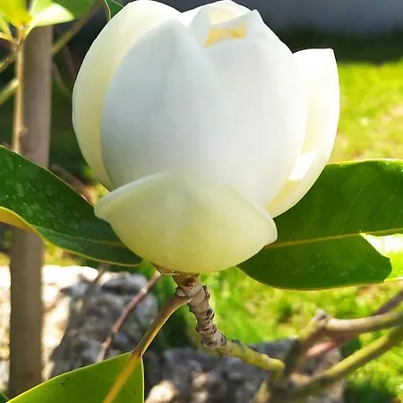 Summer Moments Pool 公寓